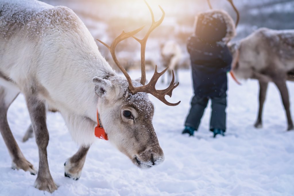 Portrait of a reindeer with massive antlers wandering in snow, Tromso region, Northern Norway
